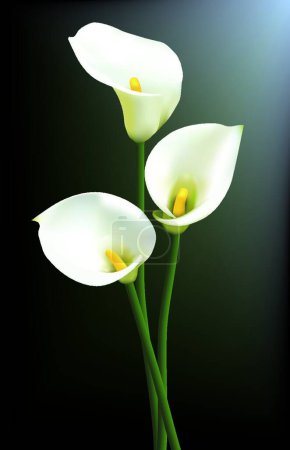 Illustration for Calla lilies, vector illustration simple design - Royalty Free Image