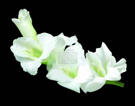 Téléchargez les illustrations : Gladiole blanche, illustration vectorielle design simple - en licence libre de droit