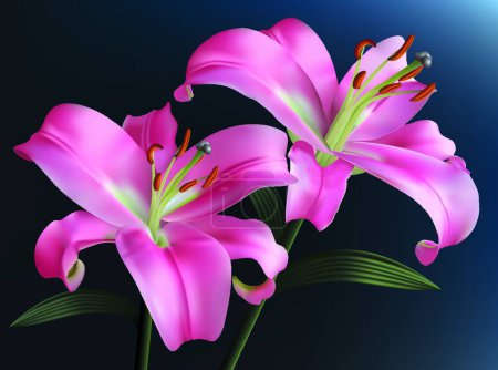 Illustration for Pink lilies, vector illustration simple design - Royalty Free Image