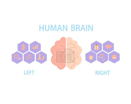 Téléchargez les illustrations : "Le cerveau humain se divise en hémisphères gauche et droit pour contrôler le corps et le comportement
." - en licence libre de droit
