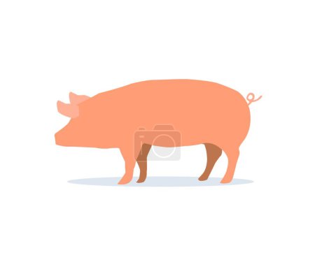 Téléchargez les illustrations : "Cochon isolé sur fond blanc. Photo de porc sur fond blanc
." - en licence libre de droit