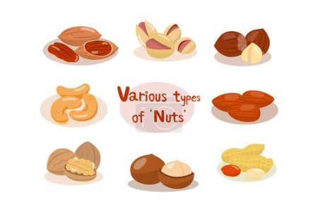 Ilustración de "Varios tipos de frutos secos que son populares para comer. Frutos secos que se consumen comúnmente útiles y buenos para la salud
." - Imagen libre de derechos