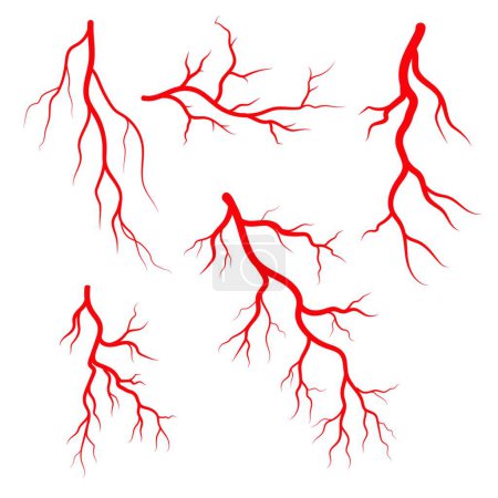 Ilustración de "Ilustración de venas y arterias humanas
" - Imagen libre de derechos