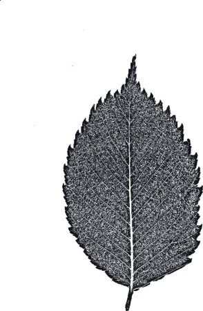 Téléchargez les illustrations : "Distress tree leaves, leaflet texture. Black and white grunge background.EPS8. Vector vector." - en licence libre de droit