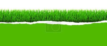 Ilustración de "Panorama de hierba verde con fondo blanco de papel rasgado" - Imagen libre de derechos