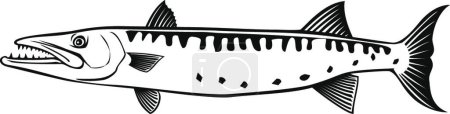 Téléchargez les illustrations : "Barracuda ou Sphyraena Barracuda Natation Côté Rétro Noir et Blanc" - en licence libre de droit