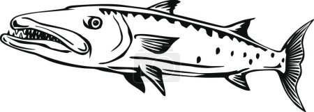Téléchargez les illustrations : "Barracuda ou Sphyraena Barracuda Natation Vue de côté Rétro Noir et Blanc" - en licence libre de droit