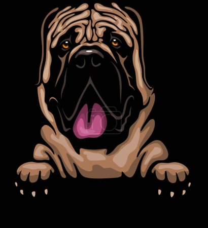 Illustration for Bullmastiff - Color Peeking Dogs - breed face head isolated - Royalty Free Image