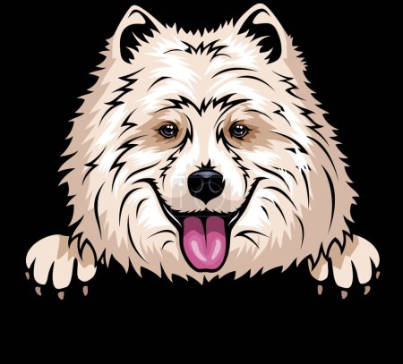 Téléchargez les illustrations : Tête Samoyed Laika - race de chien. Image en couleur d'une tête de chien isolée sur un fond blanc - en licence libre de droit