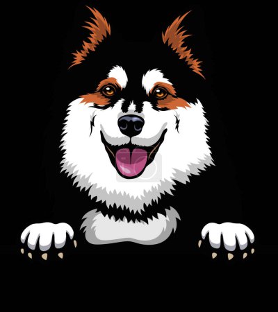 Illustration for Head Finnish Lapphund - dog breed. Color image of a dogs head isolated on a white background - Royalty Free Image