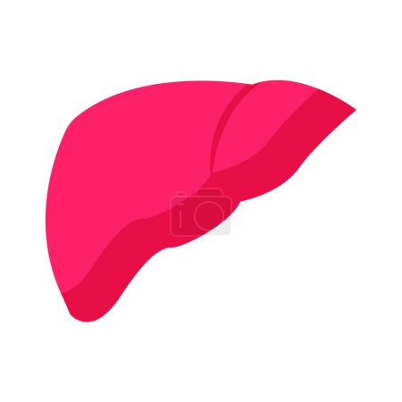 Illustration for Liver icon vector illustration - Royalty Free Image