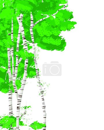 Illustration for Silver birch trees template, graphic vector illustration - Royalty Free Image