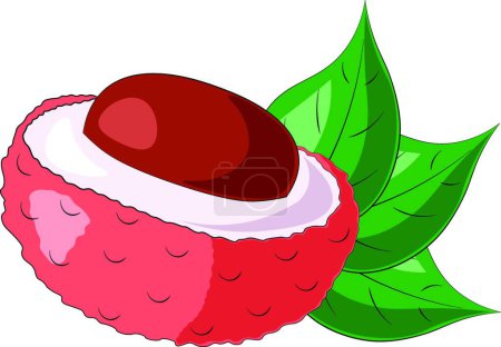 Illustration for "Drawn fruit half lychee and leaf in color" - Royalty Free Image