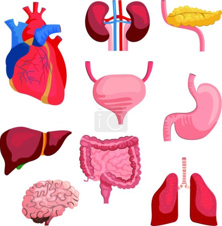 Illustration for Internal organs set vector illustration - Royalty Free Image