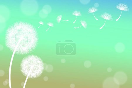 Téléchargez les illustrations : Illustration vectorielle de fleurs de pissenlits - en licence libre de droit