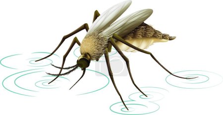 Ilustración de Mosquito insecto vector ilustración - Imagen libre de derechos