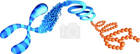 Illustration for Deoxyribonucleic acid  vector illustration - Royalty Free Image
