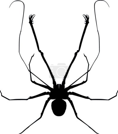 Ilustración de Una ilustración de vector de araña látigo - Imagen libre de derechos