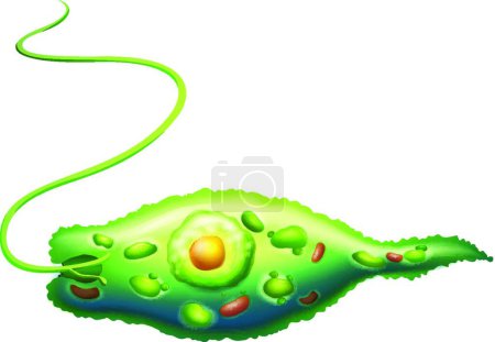 Ilustración de Verde Euglena vector ilustración - Imagen libre de derechos