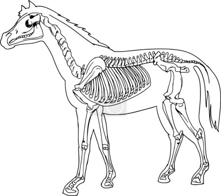 Illustration for Horse skeleton  vector illustration - Royalty Free Image
