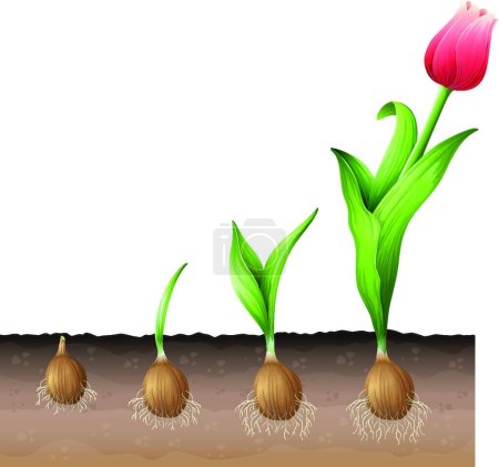 Téléchargez les illustrations : Illustration vectorielle des plantes tulipes - en licence libre de droit