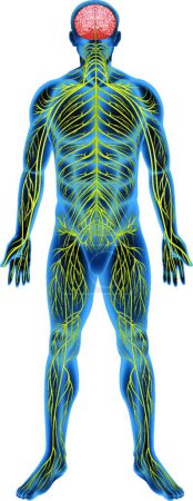 Illustration for Human nervous system illustration - Royalty Free Image