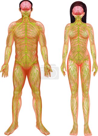 Téléchargez les illustrations : Illustration du système nerveux humain - en licence libre de droit