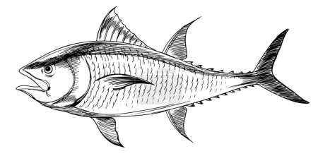 Téléchargez les illustrations : Illustration vectorielle du thon rouge de l'Atlantique - en licence libre de droit