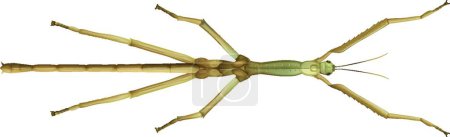 Ilustración de Stick Insecto Vector Ilustración - Imagen libre de derechos