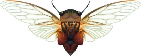 Téléchargez les illustrations : Cicada bug vecteur illustration - en licence libre de droit