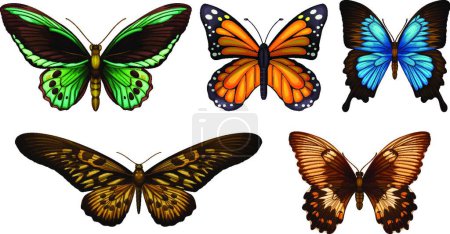 Téléchargez les illustrations : Belle illustration vectorielle papillons - en licence libre de droit