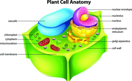 Téléchargez les illustrations : Plant cell anatomy vector illustration - en licence libre de droit
