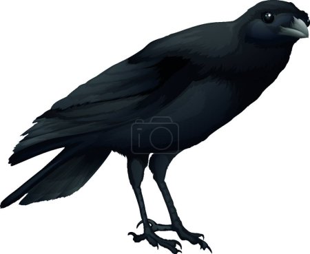 Téléchargez les illustrations : Une illustration vectorielle d'oiseau corbeau - en licence libre de droit