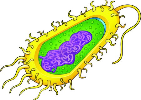 Ilustración de Icono de bacterias, ilustración vectorial - Imagen libre de derechos