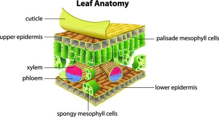 Illustration for "Structure of a leaf" - Royalty Free Image