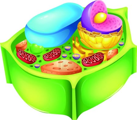 Illustration for Plant cell, graphic vector illustration - Royalty Free Image
