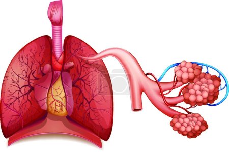 Illustration for Respiratory System, graphic vector illustration - Royalty Free Image