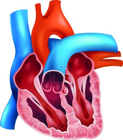 Ilustración de Ilustración del vector de sección transversal del corazón - Imagen libre de derechos