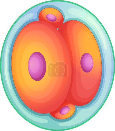 Illustration for Embryo development, graphic vector illustration - Royalty Free Image