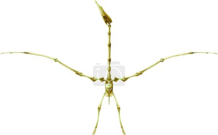 Illustration for Pterodactyl skeleton, graphic vector illustration - Royalty Free Image