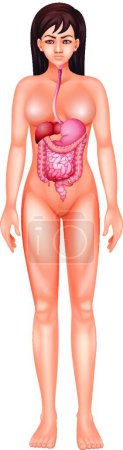 Téléchargez les illustrations : Illustration du système digestif humain - en licence libre de droit