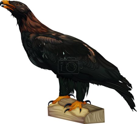 Illustration for Wedge-Tailed Eagle, graphic vector illustration - Royalty Free Image