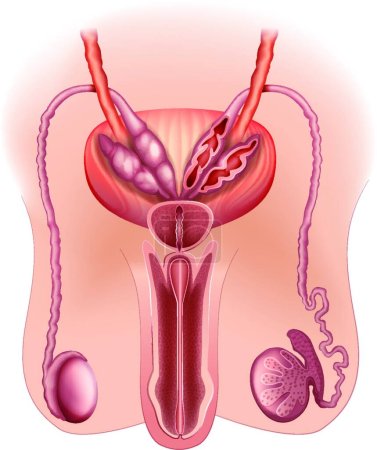 Illustration for Male reproductive system, graphic vector illustration - Royalty Free Image