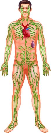 Illustration for Lymphatic System, graphic vector illustration - Royalty Free Image