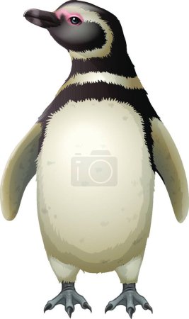 Téléchargez les illustrations : "Illustration vectorielle du pingouin de Magellan" - en licence libre de droit