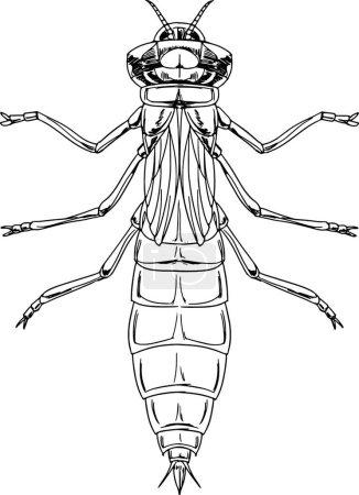 Téléchargez les illustrations : Illustration vectorielle nymphe libellule - en licence libre de droit