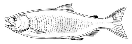 Ilustración de Salmón Atlántico, ilustración vectorial gráfica - Imagen libre de derechos