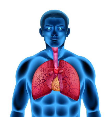 Illustration for Human respiratory system illustration - Royalty Free Image
