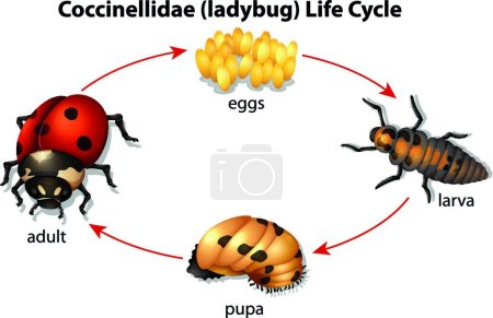 Illustration for Ladybug, graphic vector illustration - Royalty Free Image