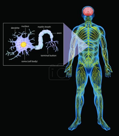 Ilustración de Ilustración del sistema nervioso humano - Imagen libre de derechos